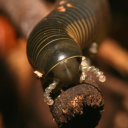 housemillipede avatar