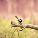 housemouse159 avatar