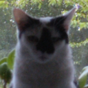 how-much-penis avatar