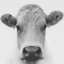 how-to-be-a-fruit avatar