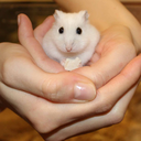 how-to-care-for-hamsters avatar