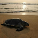 howaboutthislove avatar