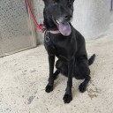 howdoavocadostastelike avatar