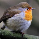 howdyrobin avatar