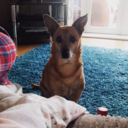 howgoodiscake avatar