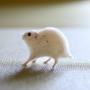 howhighcanufly avatar