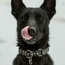 howlingforhome avatar