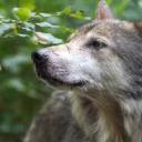 howlsandyowls avatar