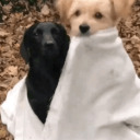 howluckydoyouhavetobe avatar