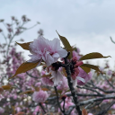 howmanydaysleft02 avatar