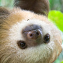 hownottolearnalanguage avatar