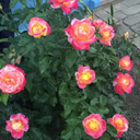 howtheyshineforyou avatar