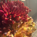 howtobeanything avatar