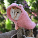 hoydencaulfield avatar