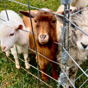 hpangst-lives avatar