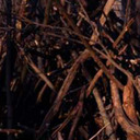 hphm-shitpostrp avatar