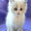 hplovecat-blog avatar