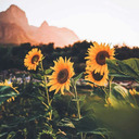 httptrapdemon avatar