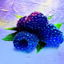 hubba-bubble-otaku avatar