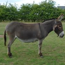 hubbysayssillyshit avatar