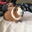 hubert-the-guinea-pig avatar