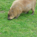 huehuehuehuehehe avatar