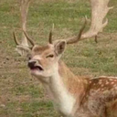 huggableeldritchhoerror avatar