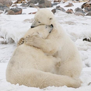 huggingpolarbears avatar