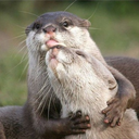 huggleaddicted avatar