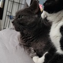 human-disaster6 avatar