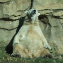 human-for-tonight avatar