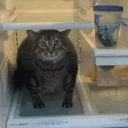 human-lab-rat avatar