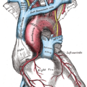 humananatomyfacts avatar