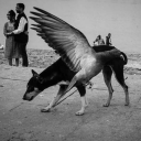 humancapableofbeing avatar