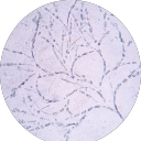 humanity-isnt-enough avatar