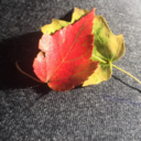 humans-are-space-orcs avatar