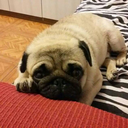 humberthumbertthepug avatar