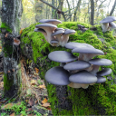 humble-mushroom avatar