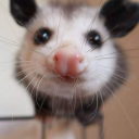 humble-opossum avatar