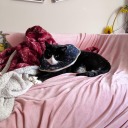 humblinghomie avatar