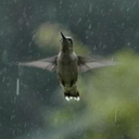 hummingbird-flying-in-the-rain avatar