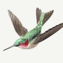 hummingbird3419 avatar