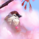 hummingbirdbush avatar