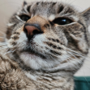 humminghorrors avatar