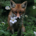 humptythefoxlace avatar