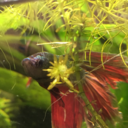 hundred-and-one-bettas avatar