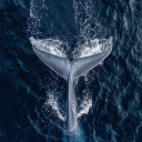 hungerforfear avatar