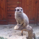 hungry-scooby avatar