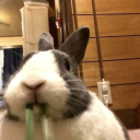 hungrybunbun avatar