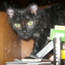 hungryforwood2 avatar